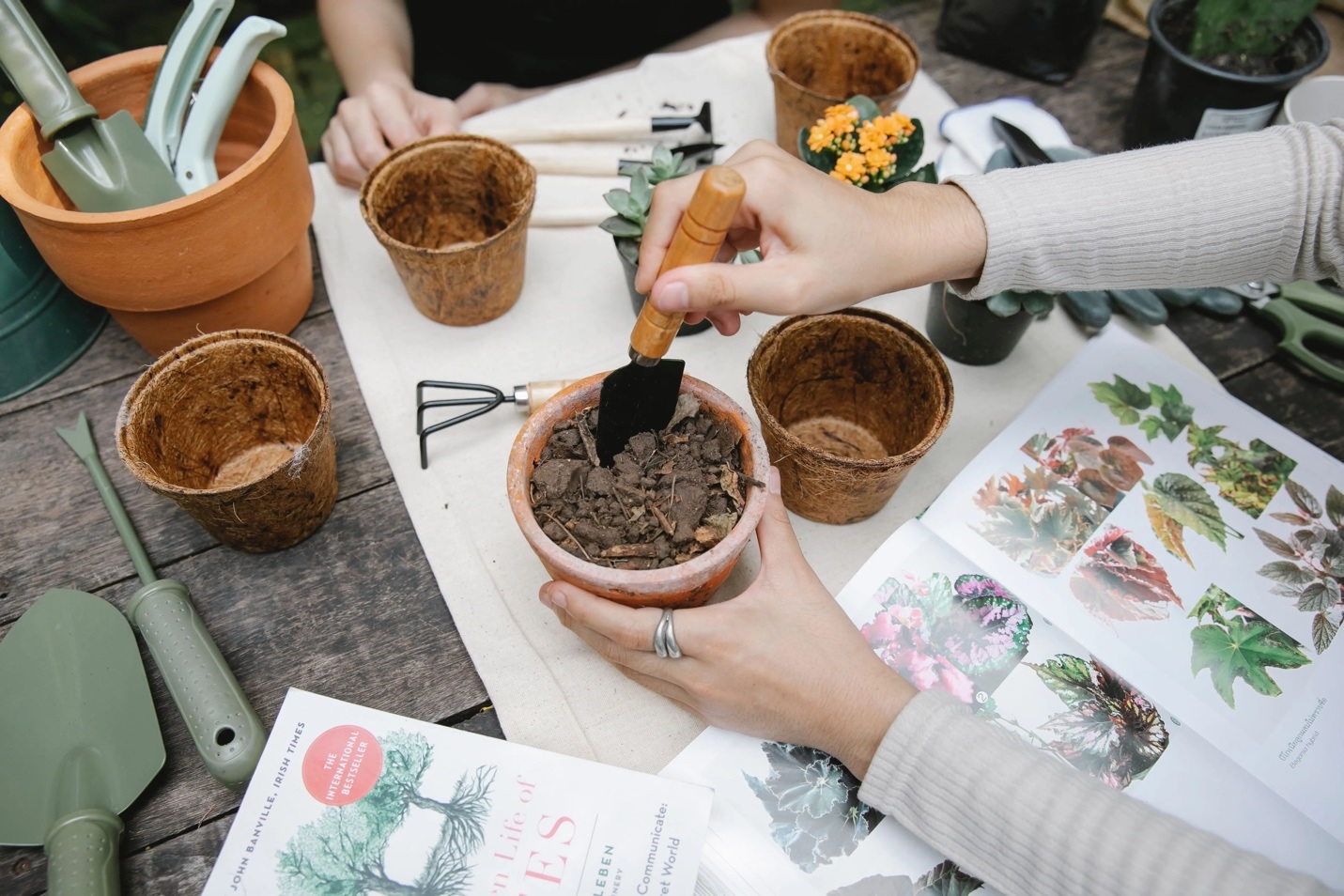 pots,plants,planting