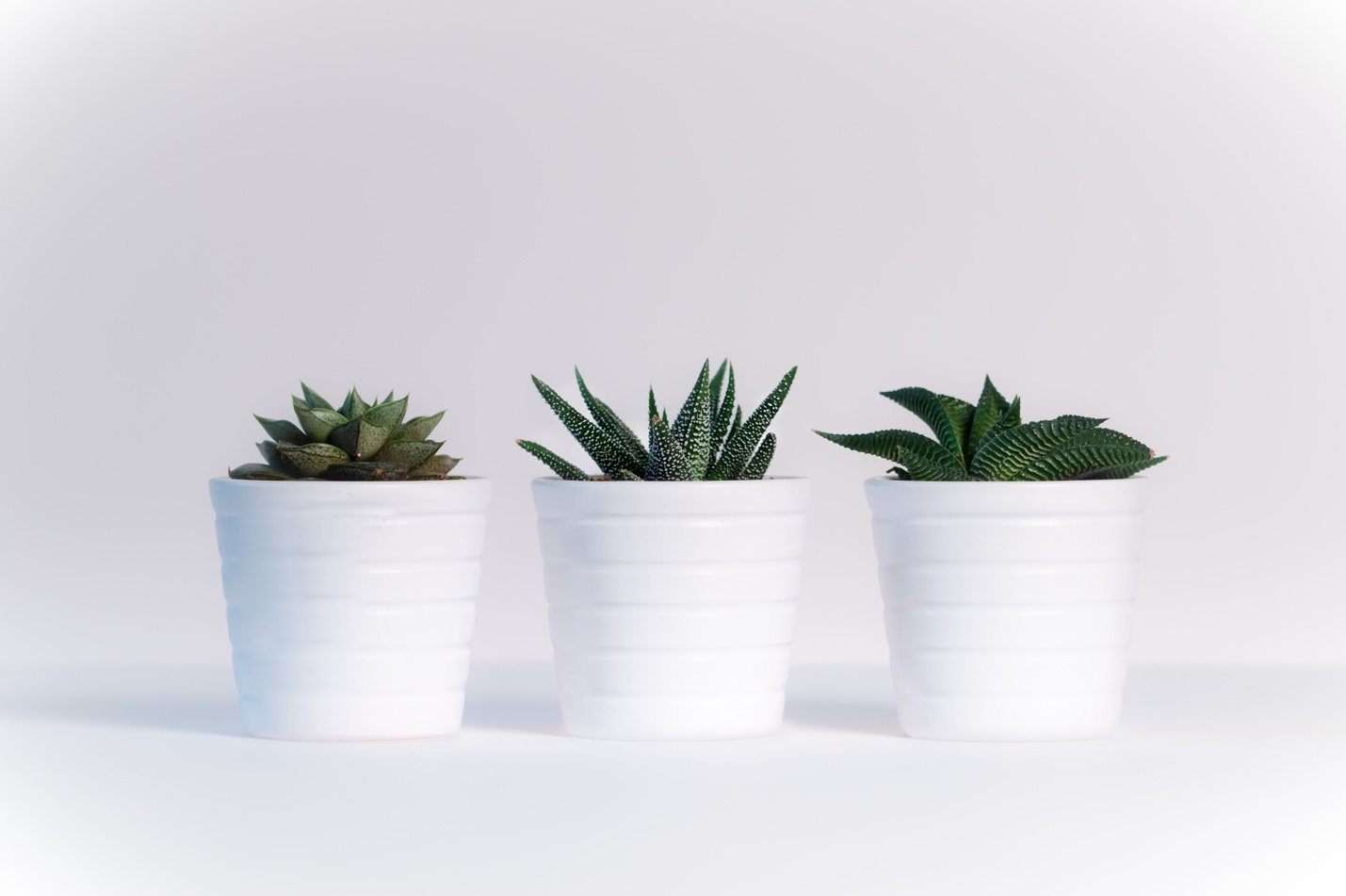 plants,pots