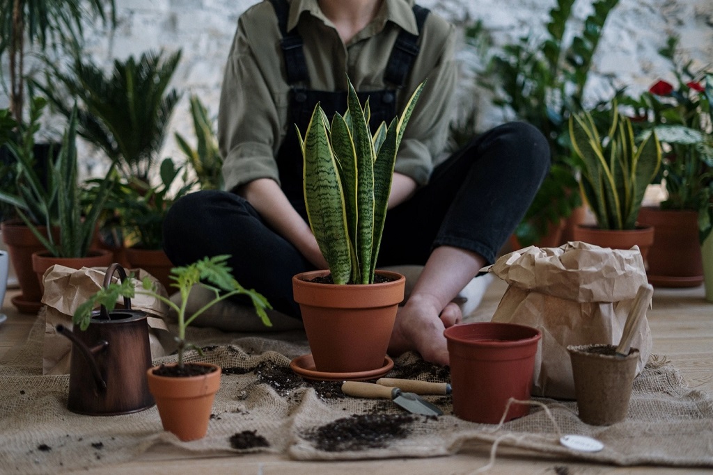 plants,pots
