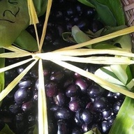 Assorted fresh fruits