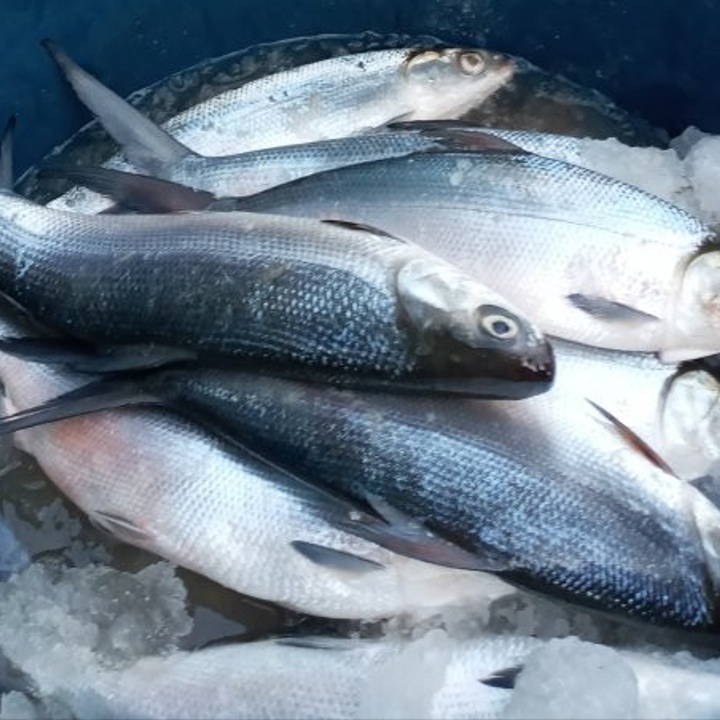 Bangus -160.per Kilo At 160.00 From Quezon City. 