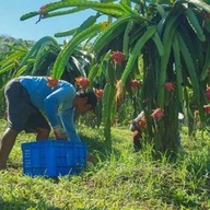 Dragonfruit