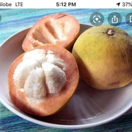 Santol (semi-bangkok)