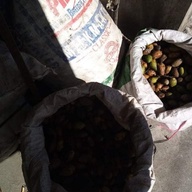 Bunga (Betle nut)
