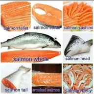 Salmon Fresh