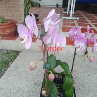 Phalaenopsis Orchids