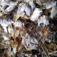 Dried fish from Cebu