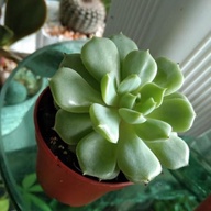 Succulent Airdry/uprooted