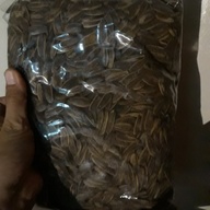 Sunflower seeds good stocks