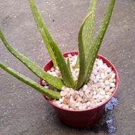 Aloe vera plants with pot
