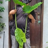 Alocasia Elephant Ear