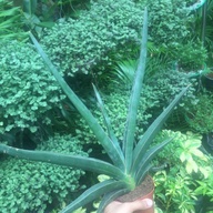 Sanseveria Robusta Blue