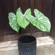 White Christmas Caladium