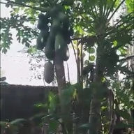 Green organic papaya