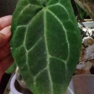 Anthurium Magnificum