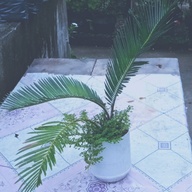 Oliva Palm Tree Plant