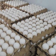 fresh farm eggs for sale