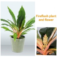 Fireflash Spider plant