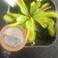 Carnivorous plants.venus flytrap