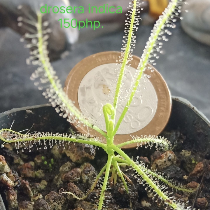 Carnivorous plants!! at 150.00 from Pampanga. LookingFour Buy & Sell