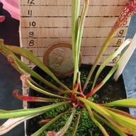 Carnivorous plants!!