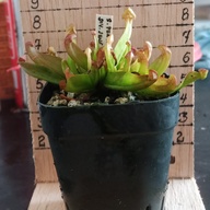 pitcher plant,carnivorous.