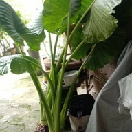 Elephant ear plants and alocasia plants