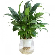 Hydroponic Clear Transparent