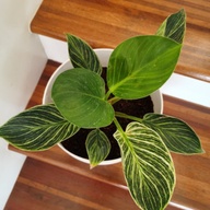 Philodendron Birkins