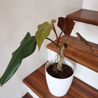 Philodendron Take All