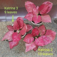 Katrina (Rare Aglaonema)