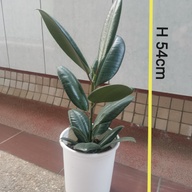 Black Prince, Ruby, & Classic Thailand Fiddle