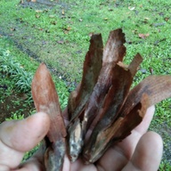 White lauan seeds (native trees and fast growing)