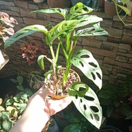 Monstera adansonii...