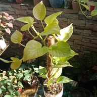 Assorted Plants.... Lush and trailing