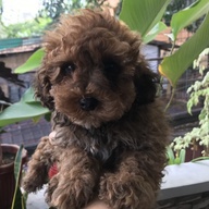 Toy Poodle Brown-Male