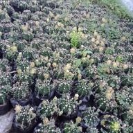 Live Indoor/Outdoor Plant _ Cacti