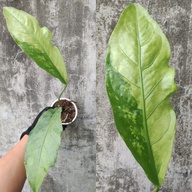 Anthurium White Series