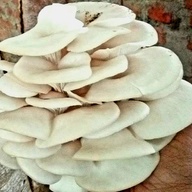 Healthy organic mushrooms