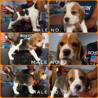 BEAGLE PUPPIES FOR SALE!!!