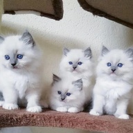 Ragdoll kittens Ready