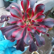 Aeoniums and succulents for sale
