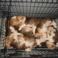 Pure Beagle babies