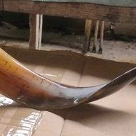 Shofar from Israel