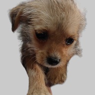 Female Cross Breed Jack Russelle x Toy Poodle