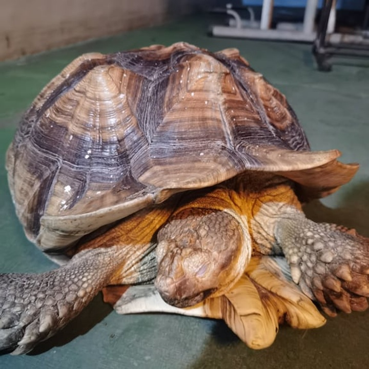 Sulcata tortoise at 100000.00 from City of Manila. LookingFour Buy