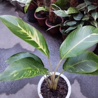 Plants for sale Banana Birkins