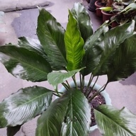 Giant Peace Lily