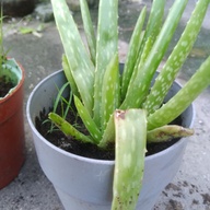Aloe Vera plants in different sizes