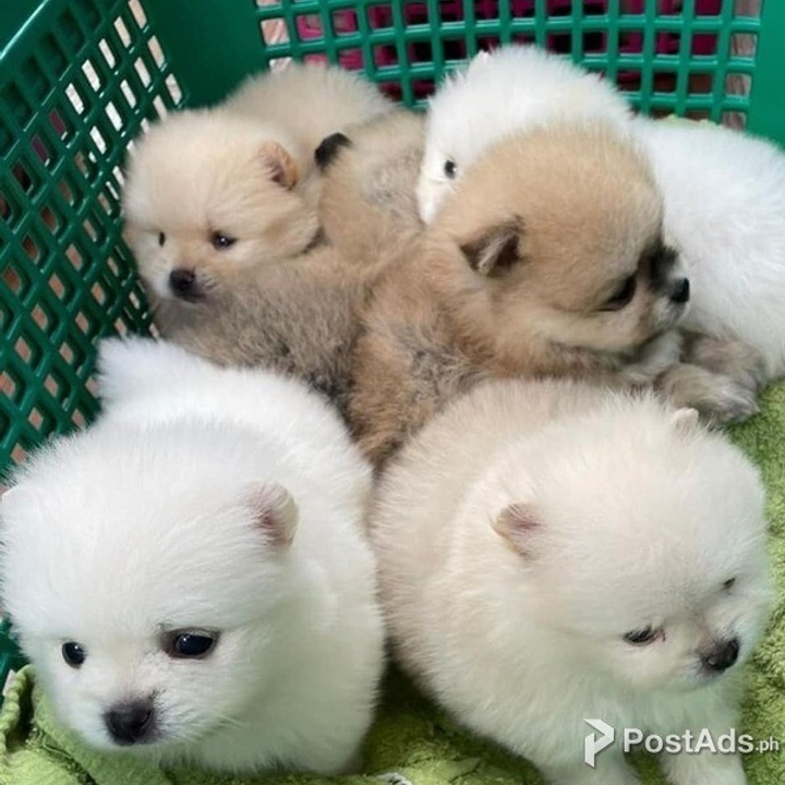 Teacup Pomeranian Puppies for sale Manila 09457024296..... at 14500.00
